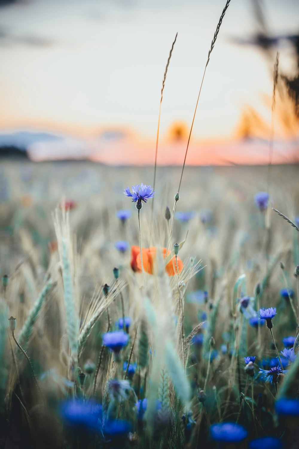 a close up of a flower