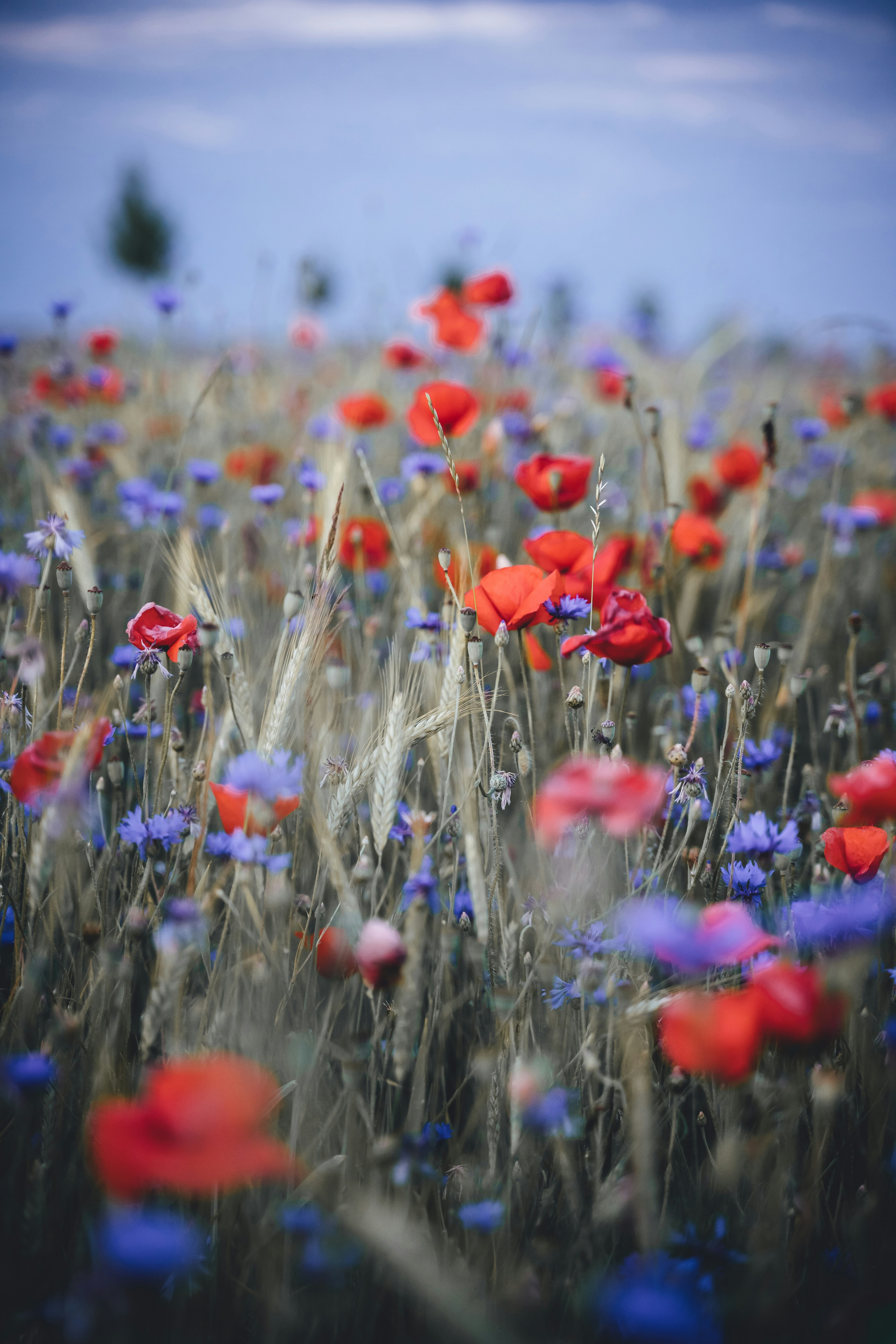 Photo by matzeweiss