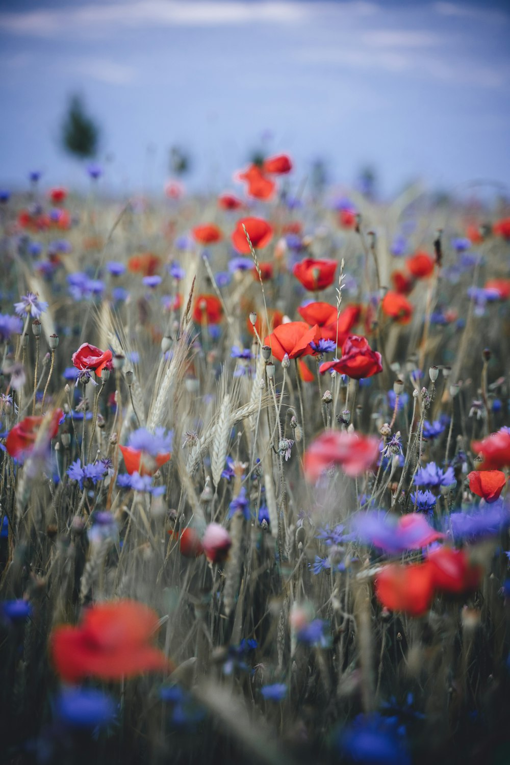 a field of colorful flowers