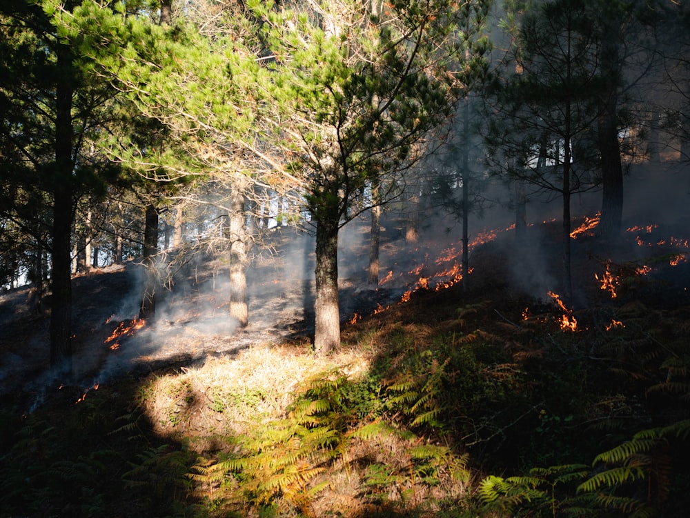 a forest with trees and a fire