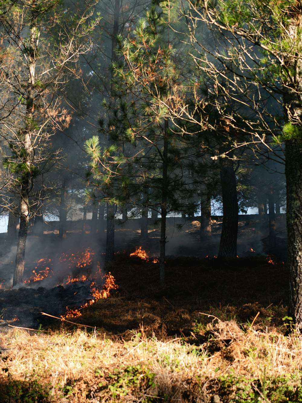 a forest fire with trees