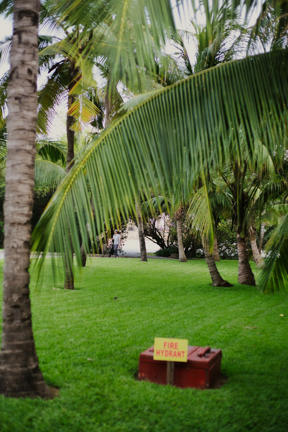 a red box in a grassy area with palm trees