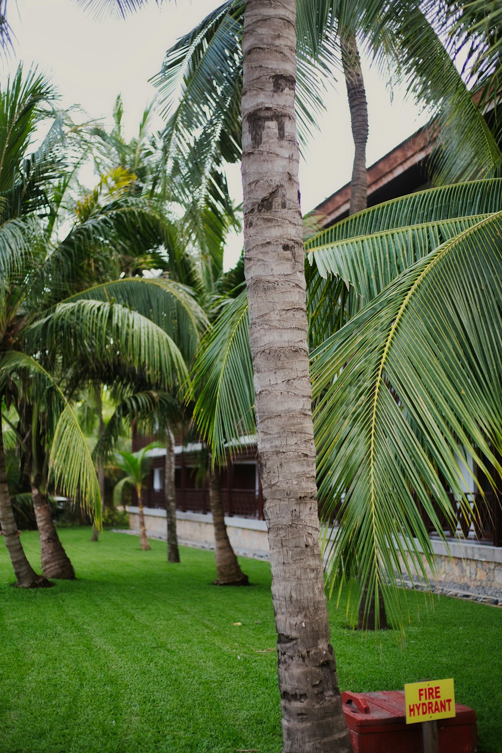 a group of palm trees