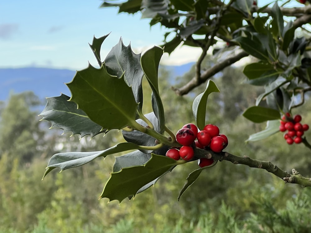 a close-up of some berries