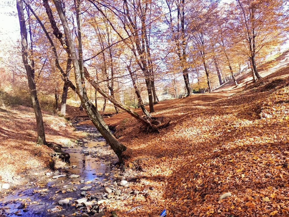 a path with trees on the side