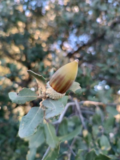 A close-up of a mature mast-producing oak tree with acorns hanging in sunlight.