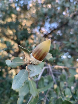 A close-up of a mature mast-producing oak tree with acorns hanging in sunlight.