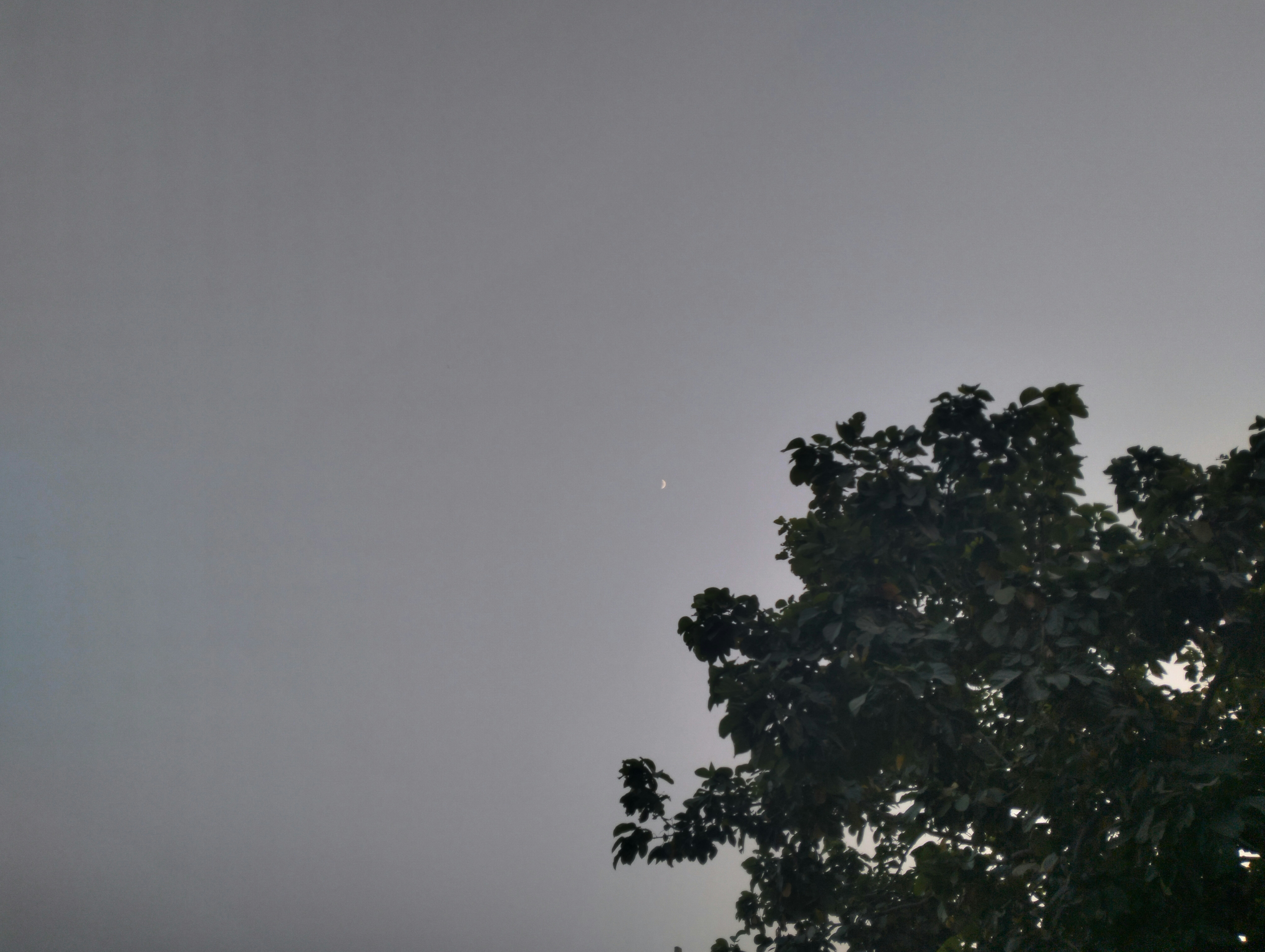 a tree with a moon in the background, Best Ambient image