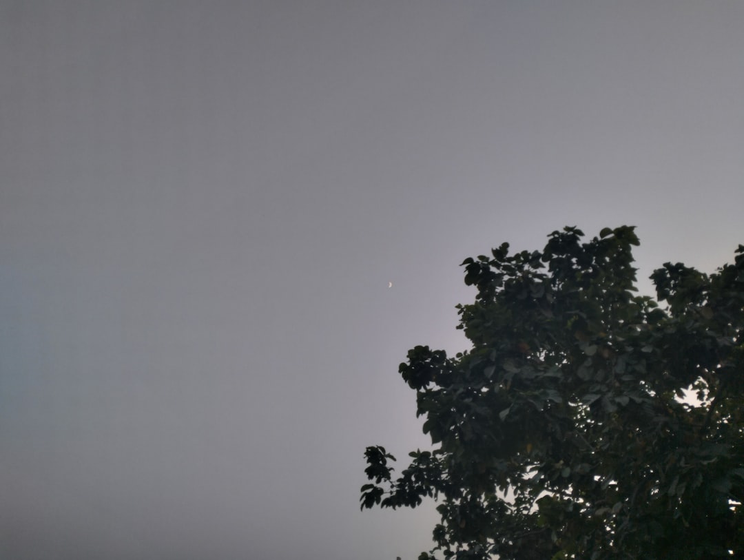 a tree with a moon in the background, Best Ambient image