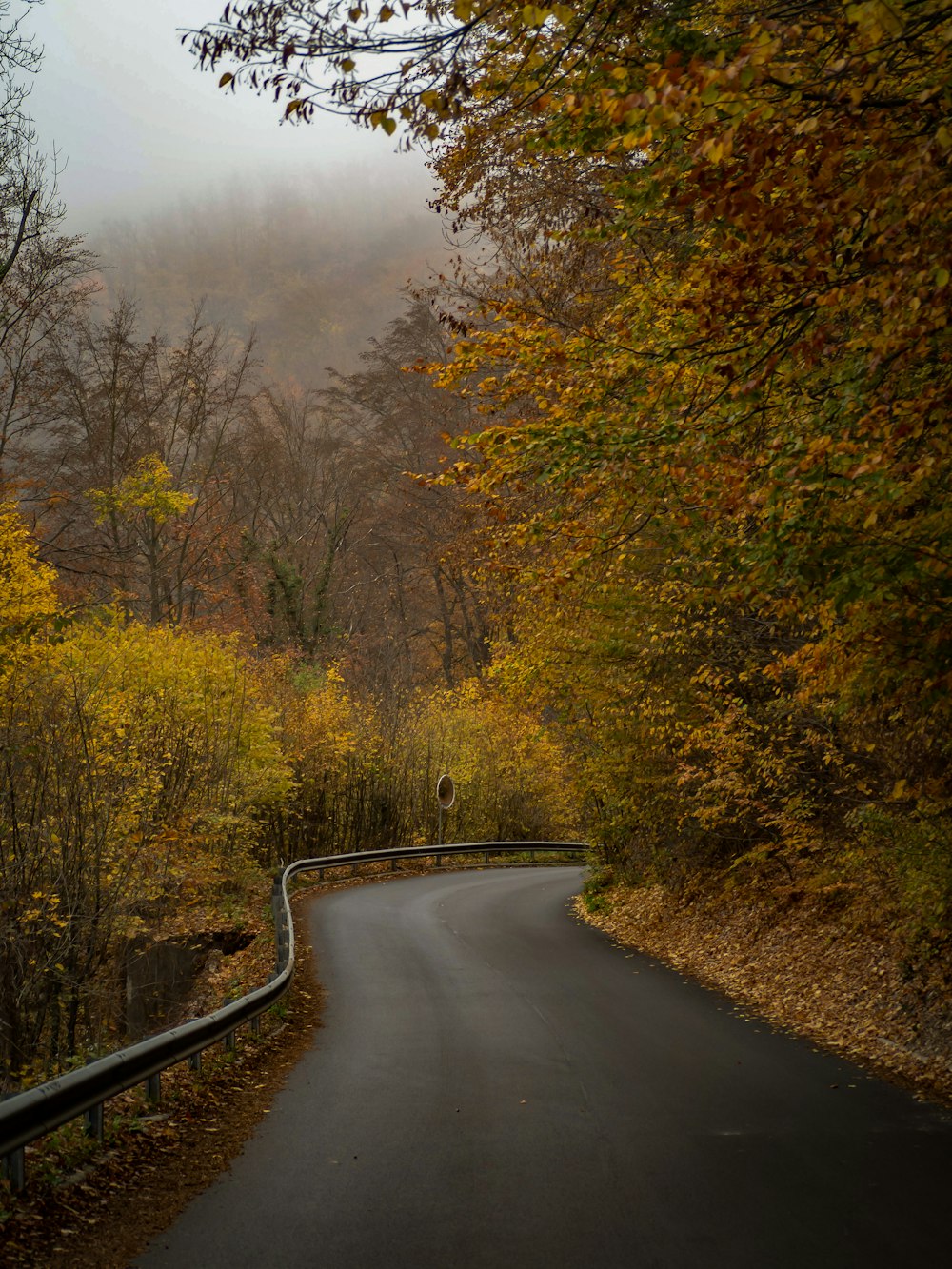 a road with trees on either side