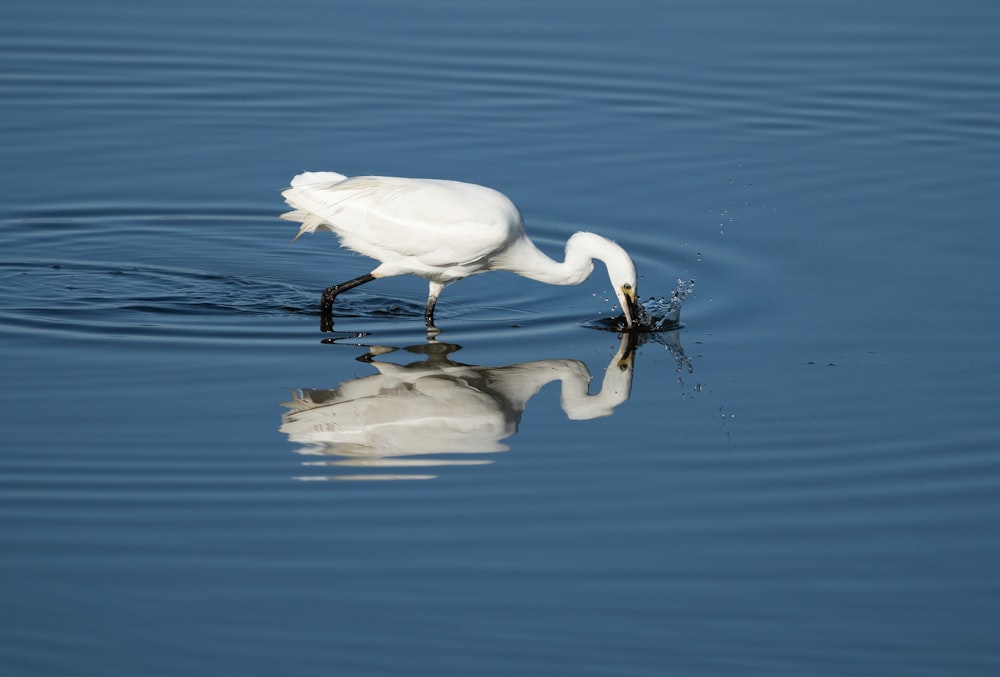 a white bird with a long neck standing on a rock in the water