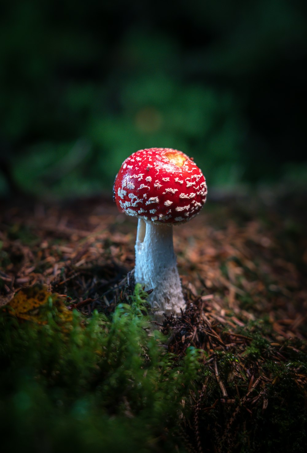 a mushroom growing in moss