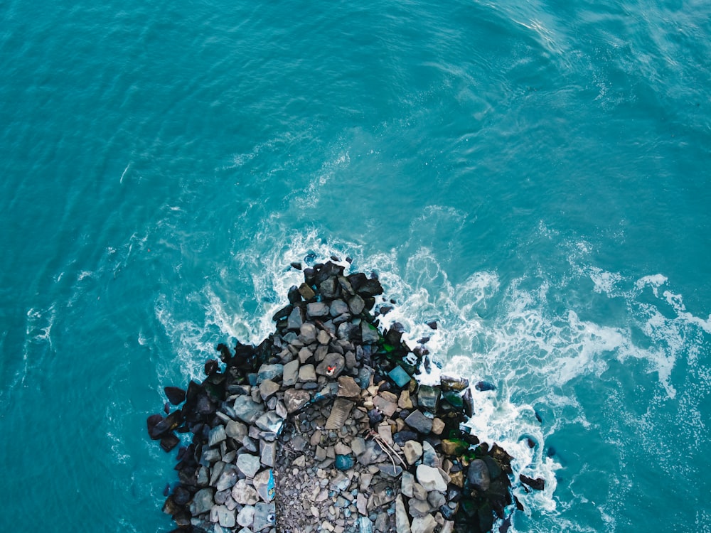 a large group of fish swimming in the ocean