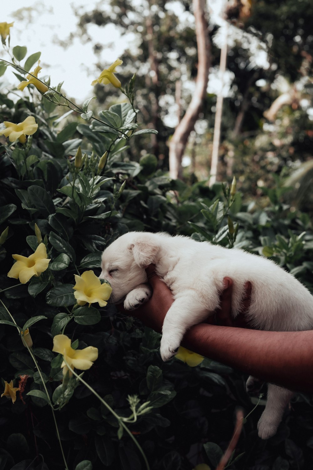 a hand holding a small white puppy