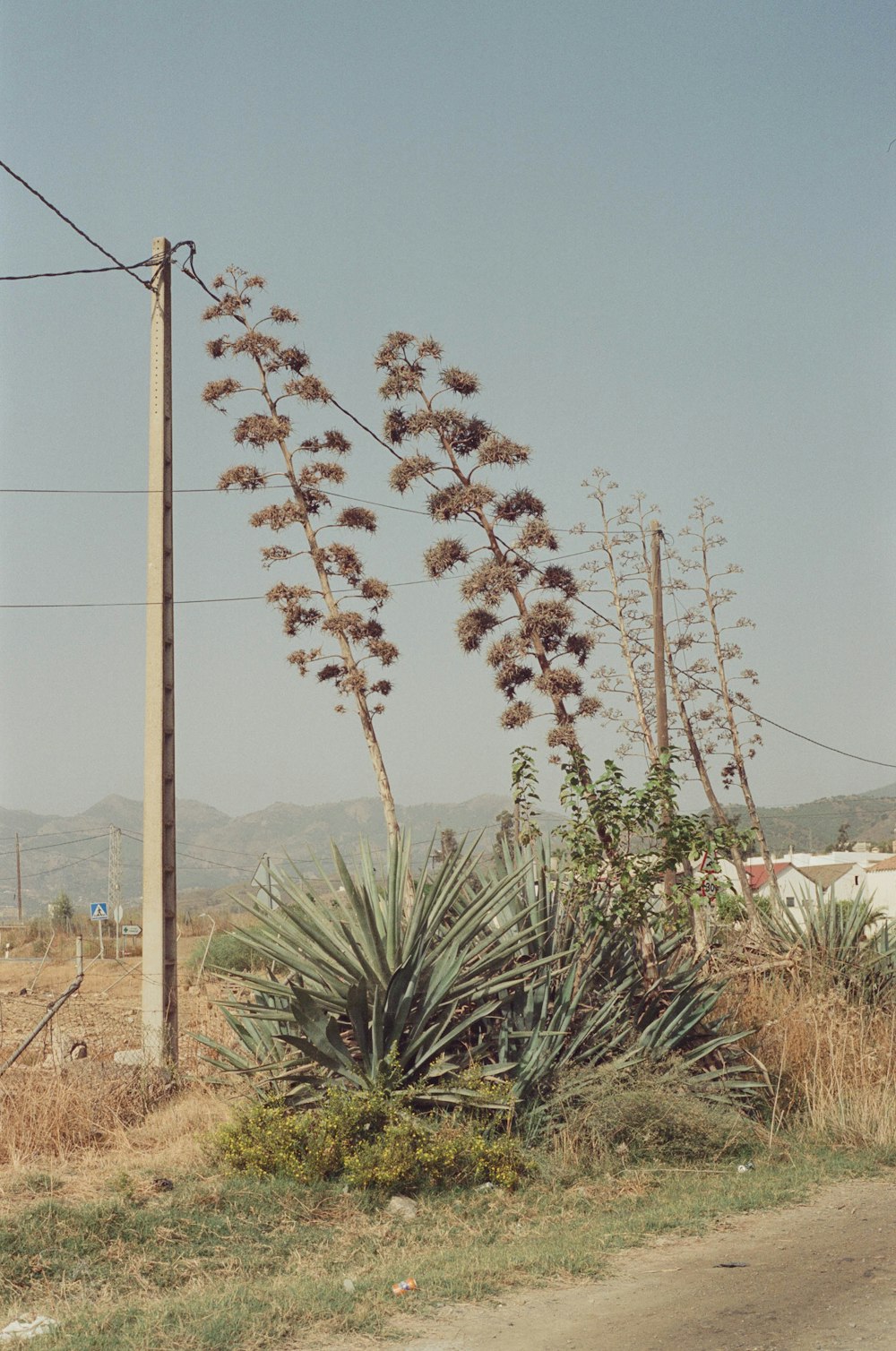 Un cactus in un campo