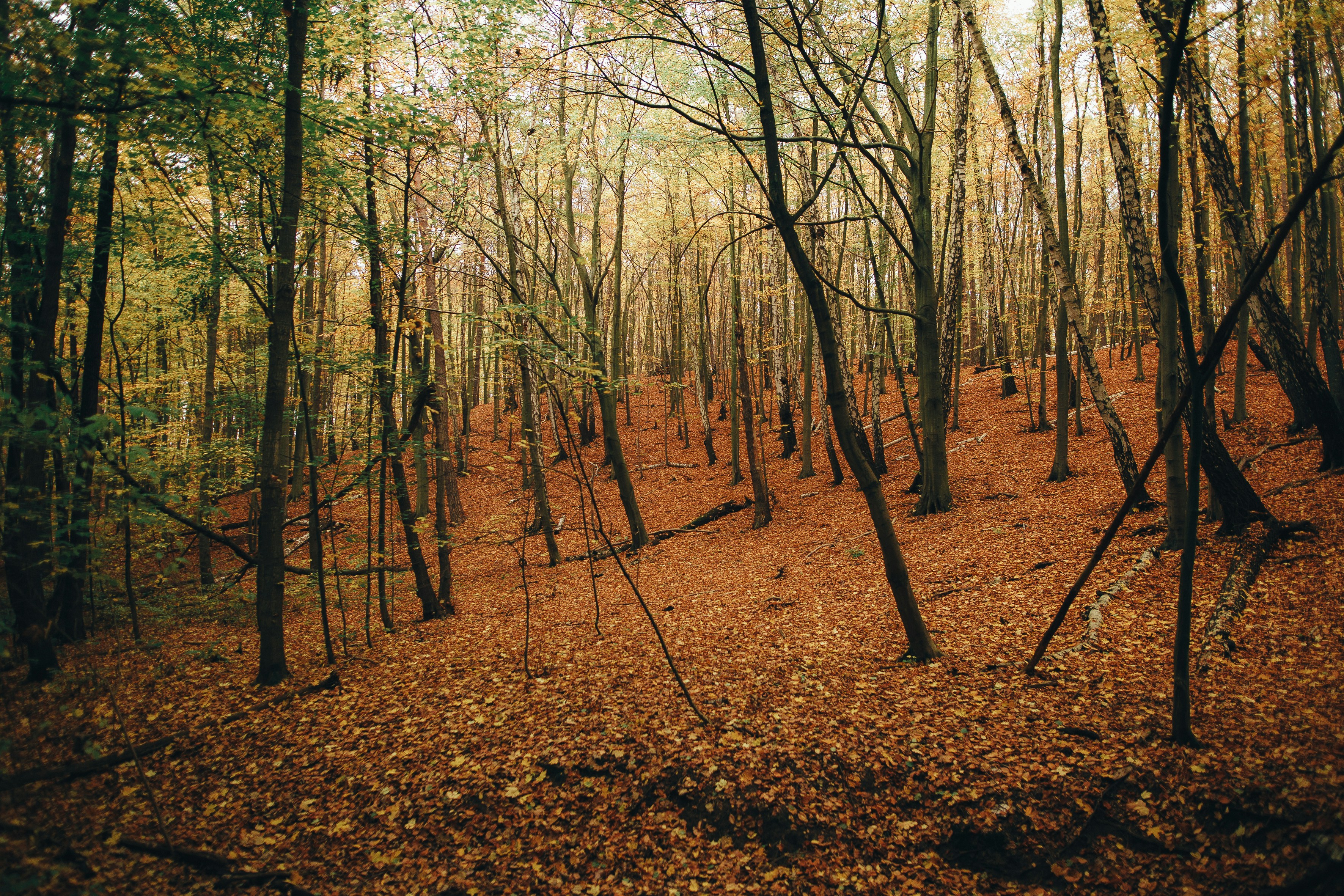forest wallpaper autumn, wallpaper, Best Time to Visit National Forests: A Seasonal Guide 5