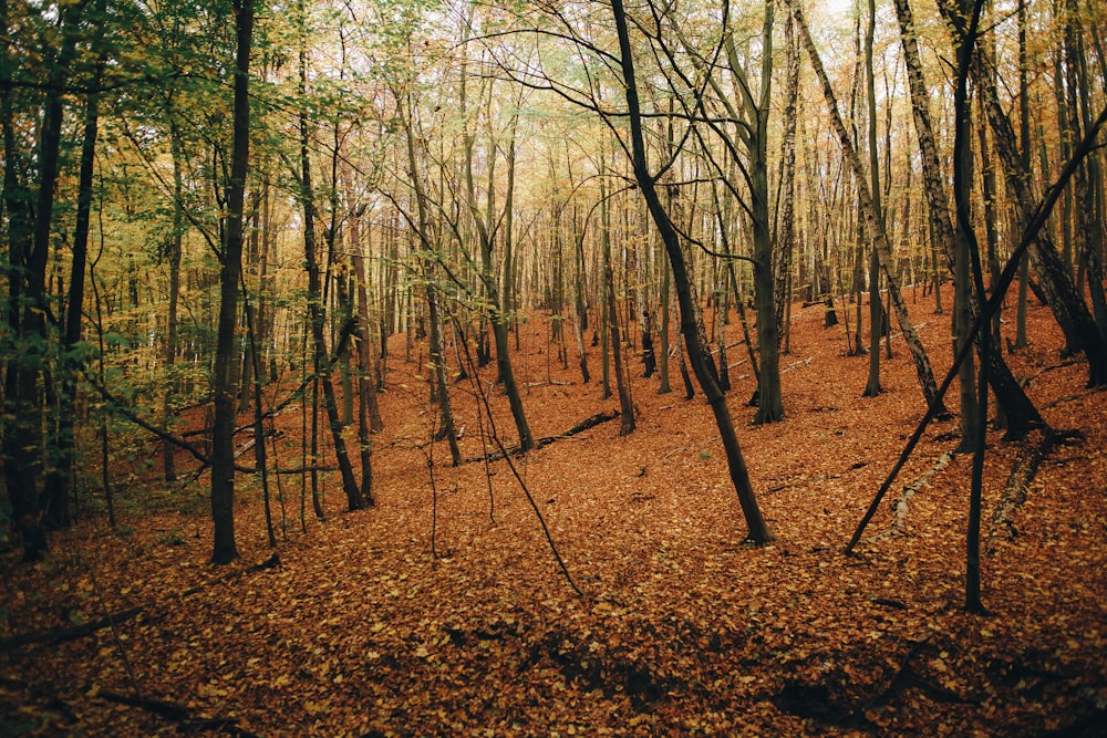 a forest with trees