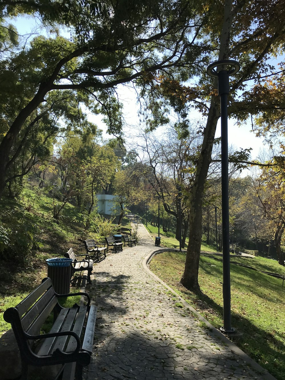 a path with benches and trees on the side