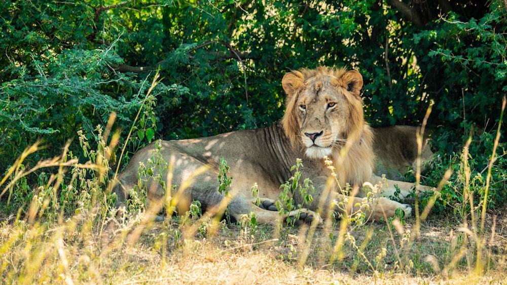 a lion lying down in the grass