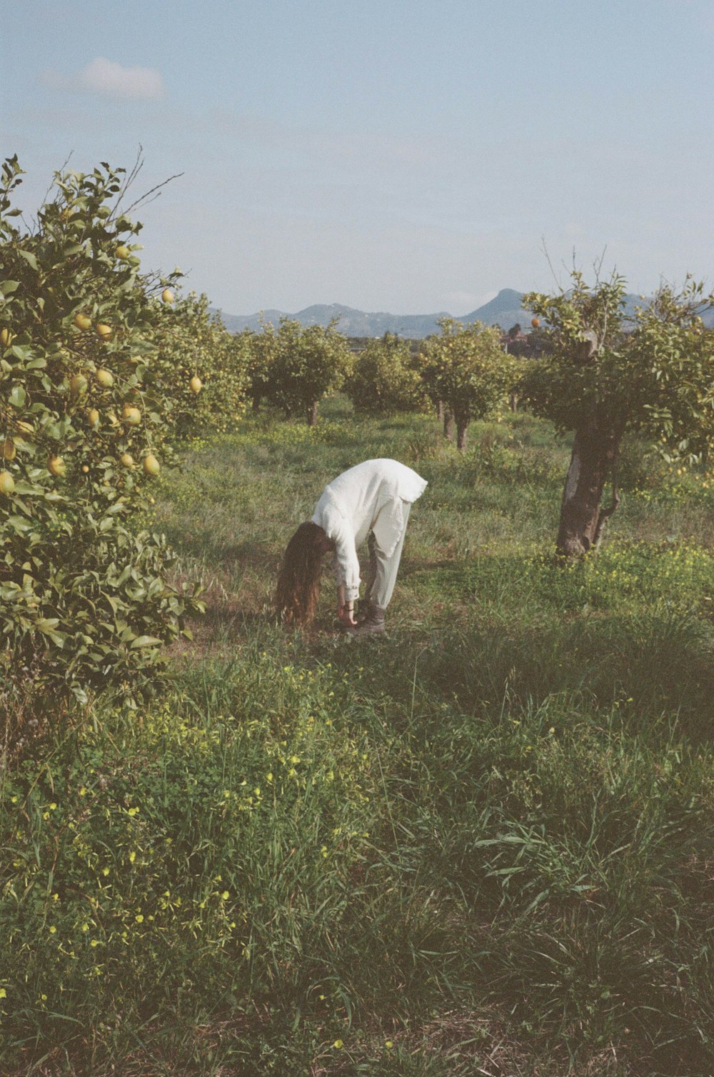 a horse grazing in a meadow