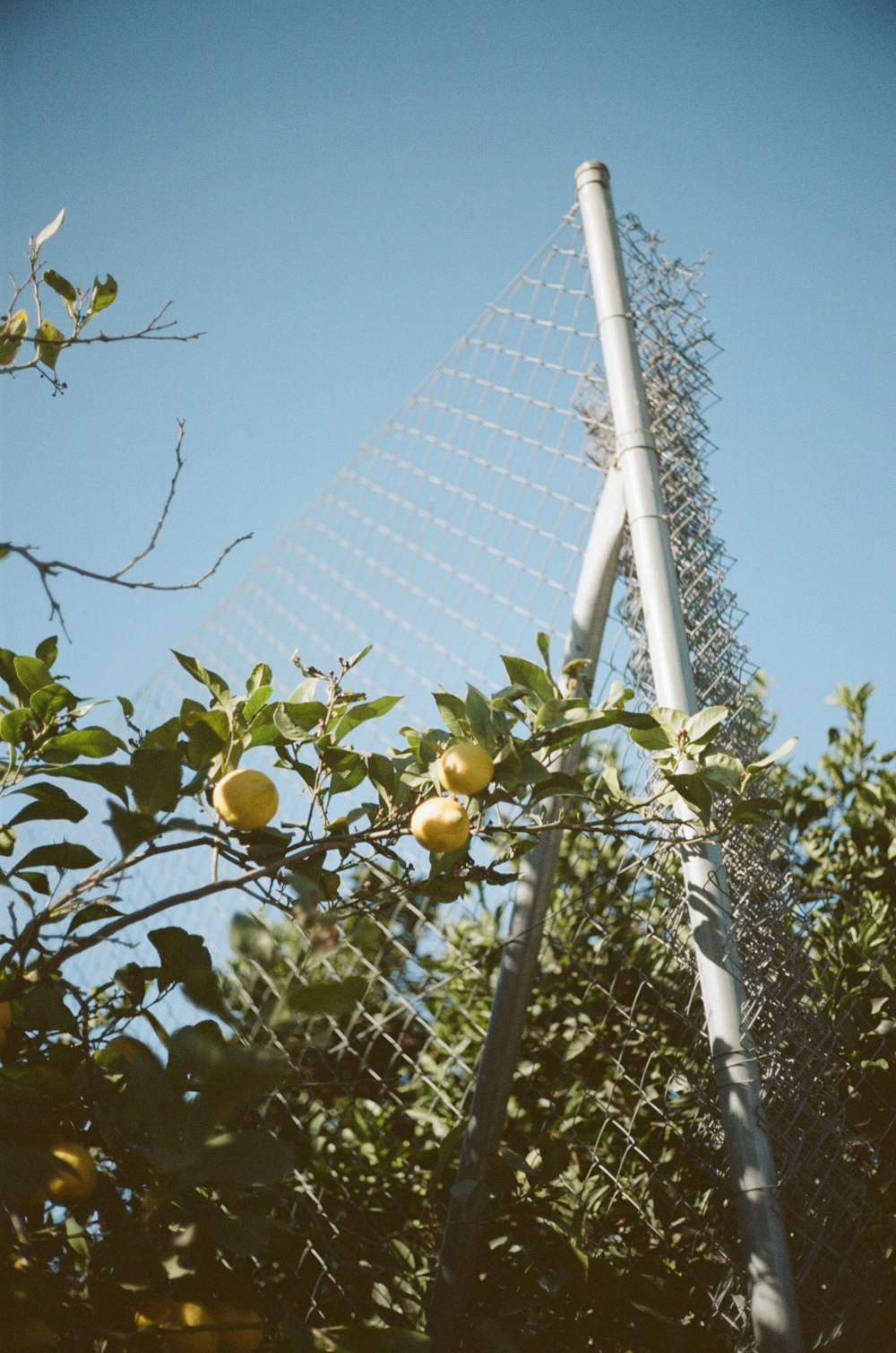 a tall building behind a tree