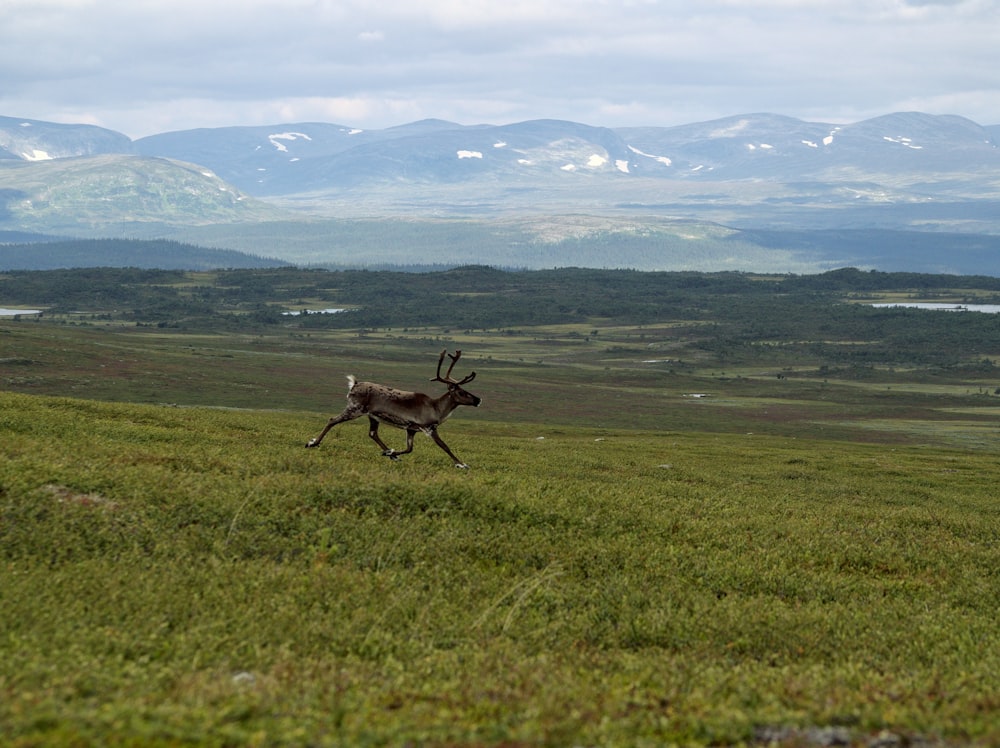 a deer running in a field