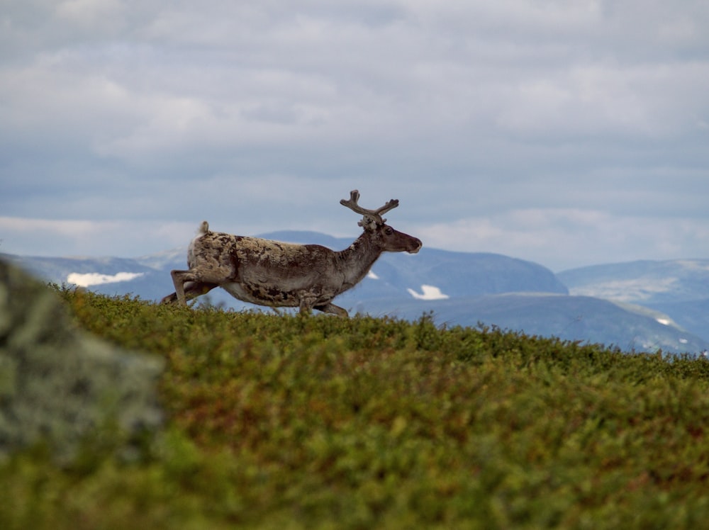 a deer running on a hill