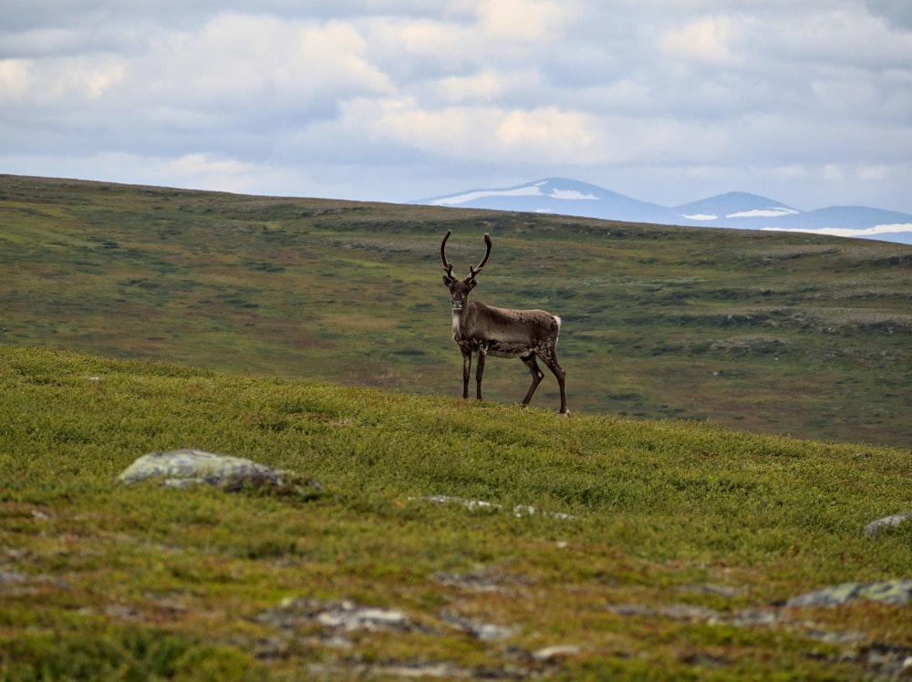 a deer walking on a grassy hill