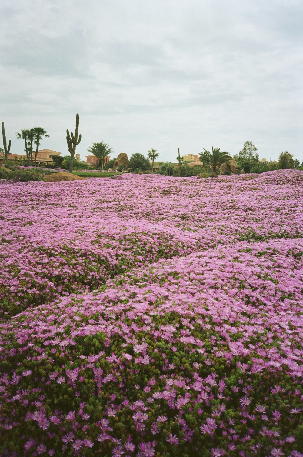 a field of purple flowers