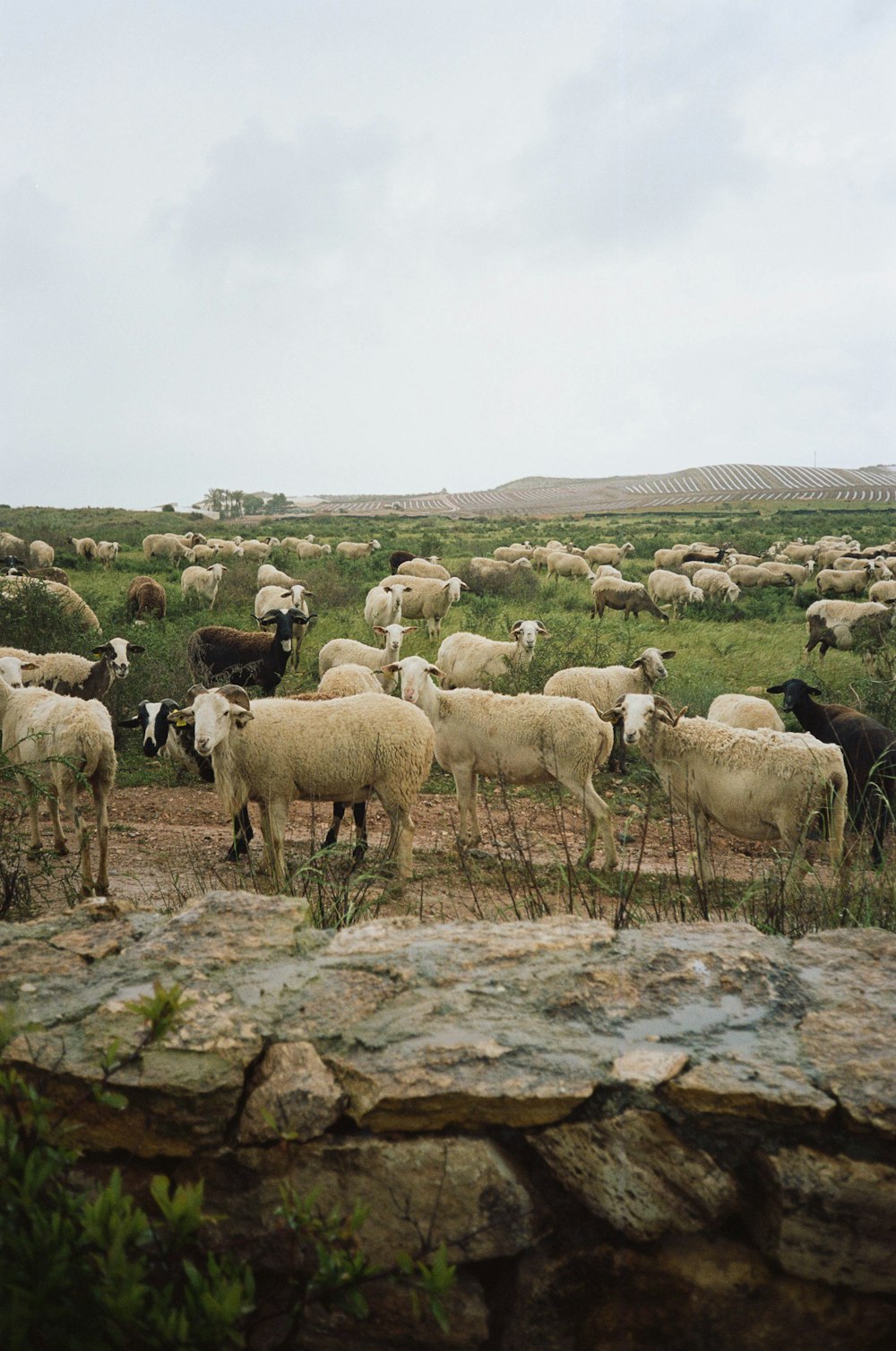 um grupo de ovelhas em um campo