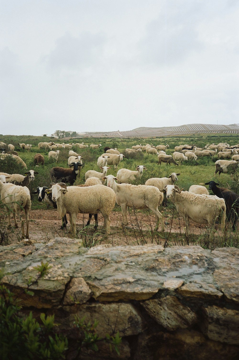 野原の羊の群れ