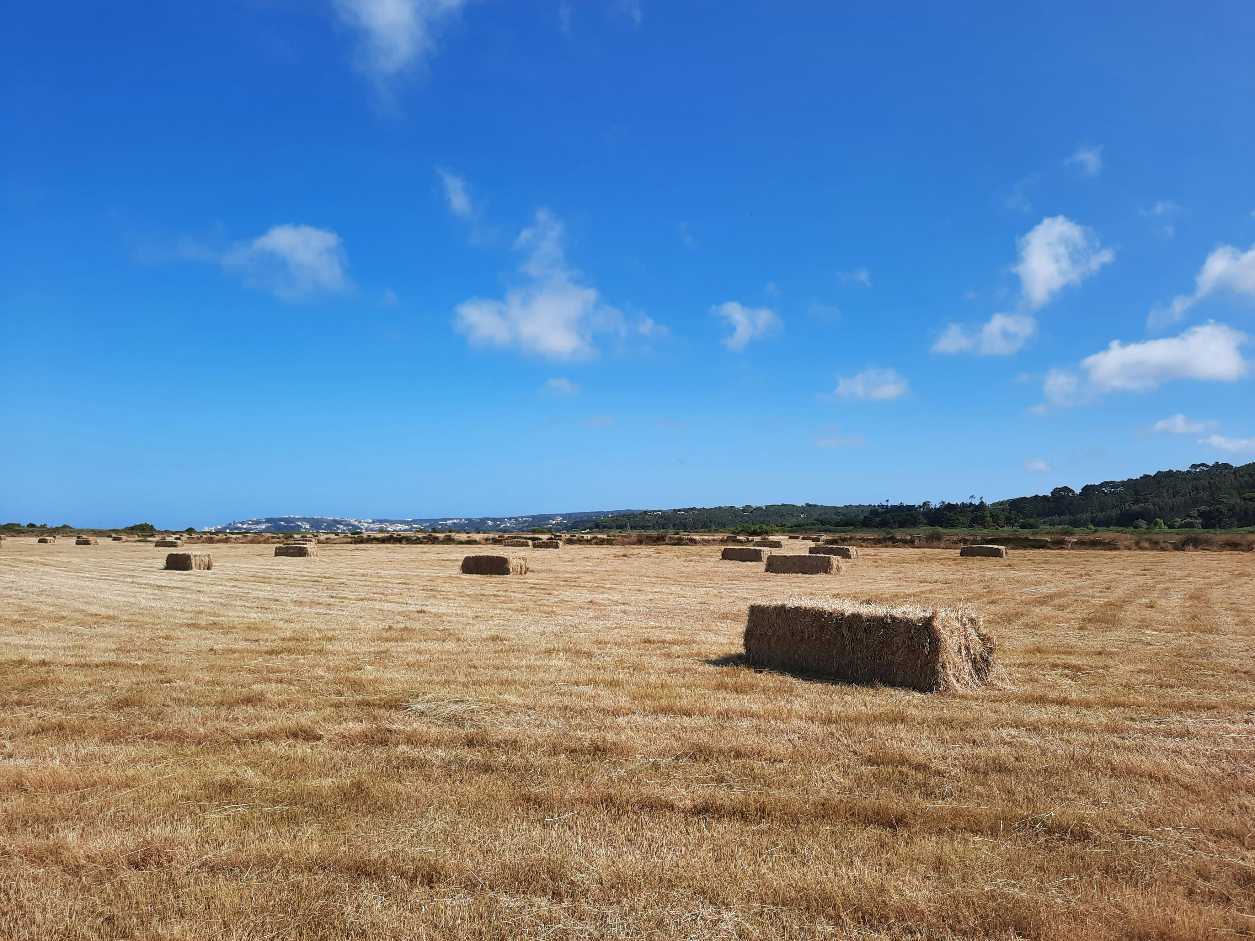 a field of hay bales