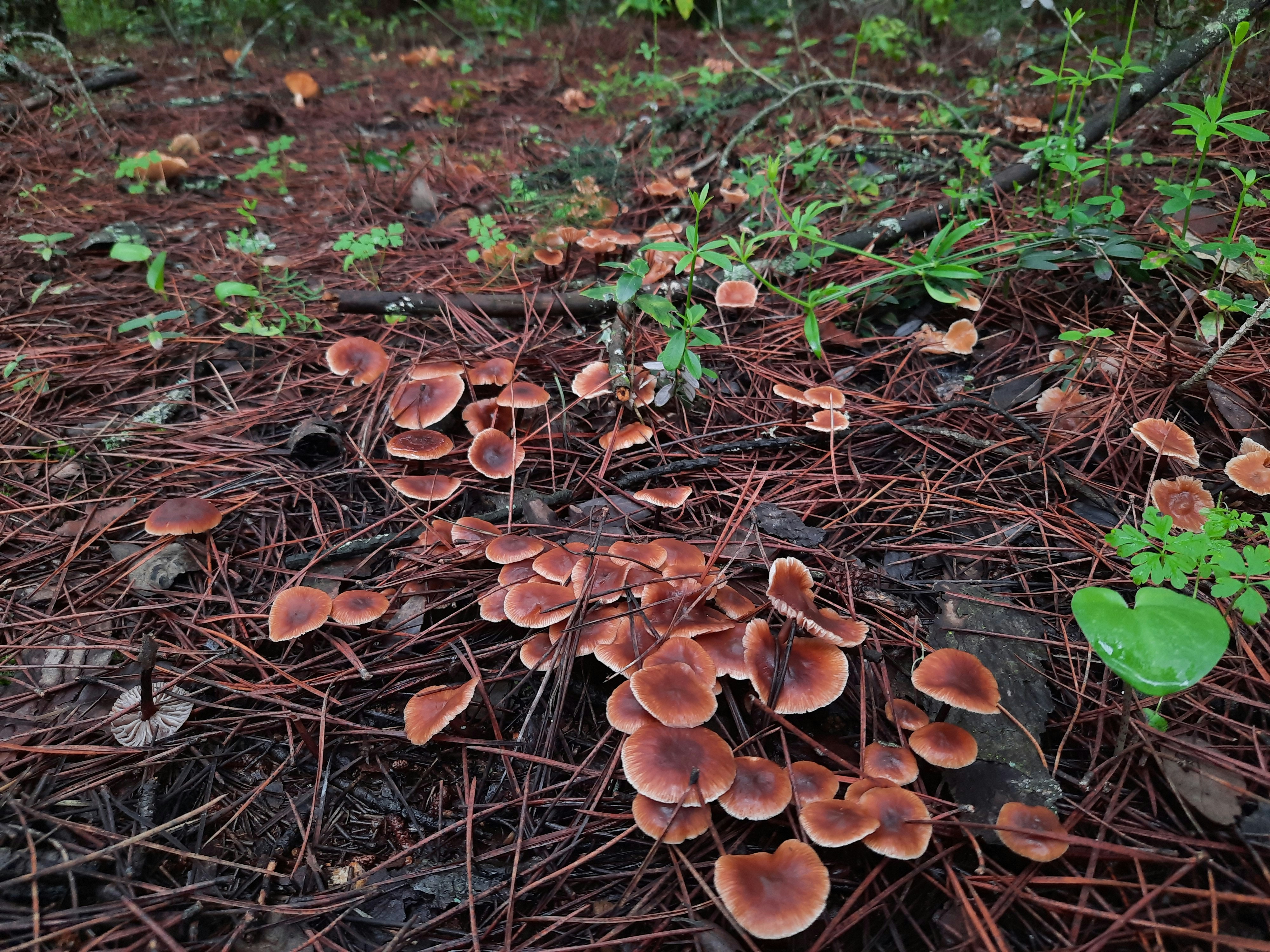 Biodiversity Guardians (image credits: unsplash)