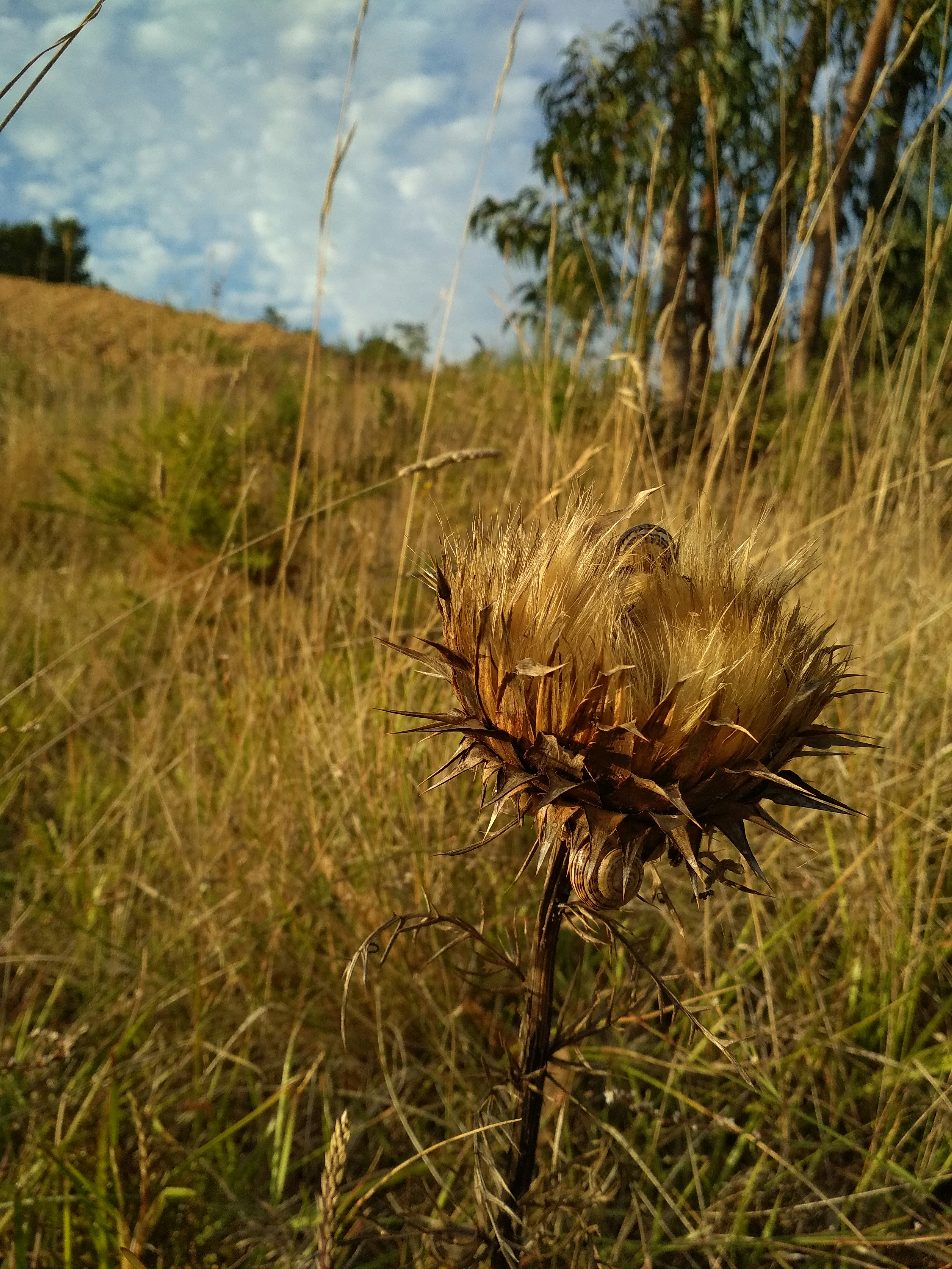 a pine cone in a grassy field