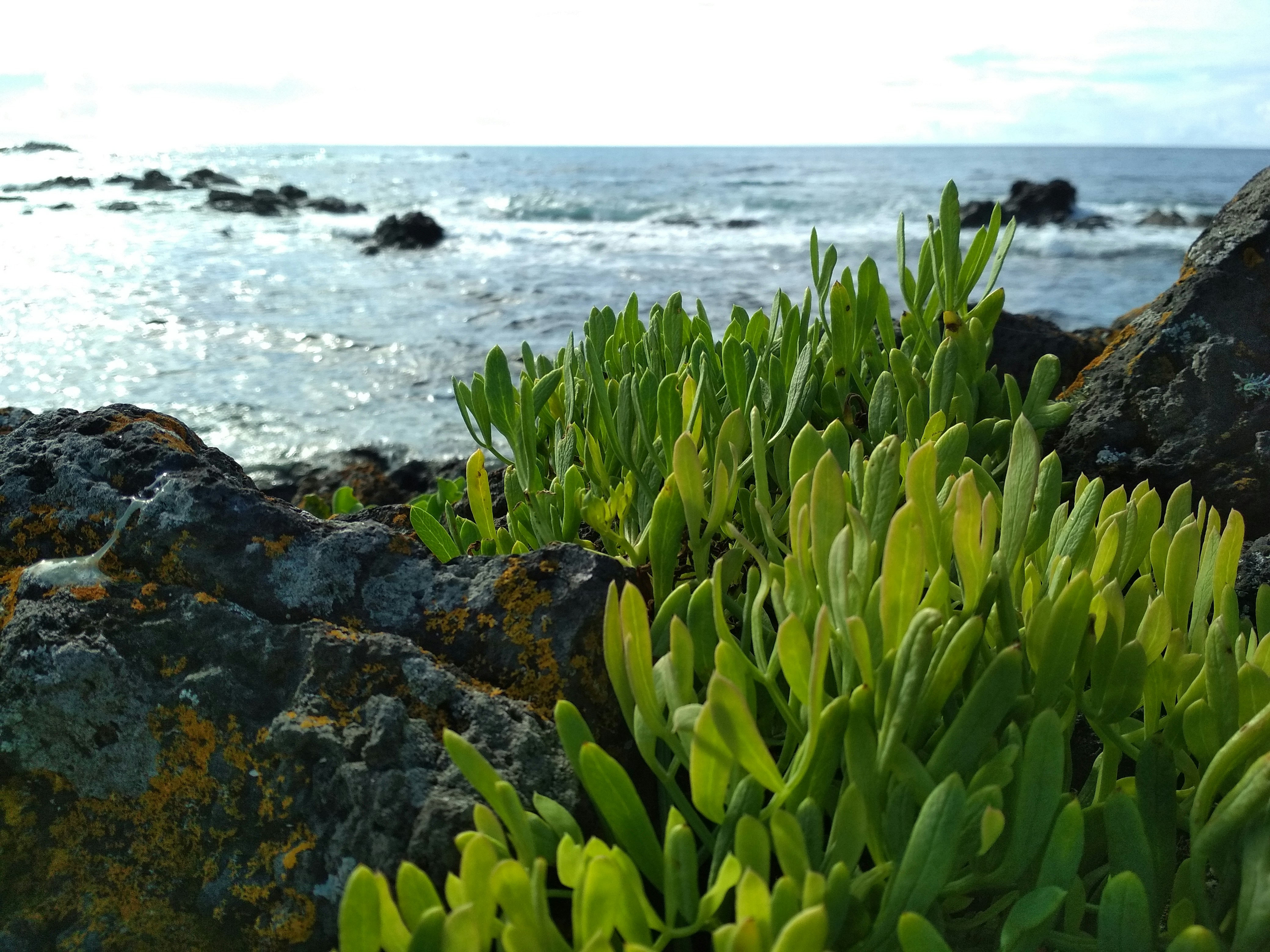 a group of plants next to a body of water