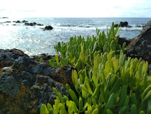 a group of plants next to a body of water