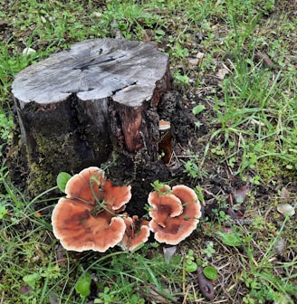 a tree stump with mushrooms growing out of it