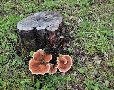 a tree stump with mushrooms growing out of it