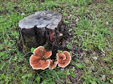 a tree stump with mushrooms growing out of it