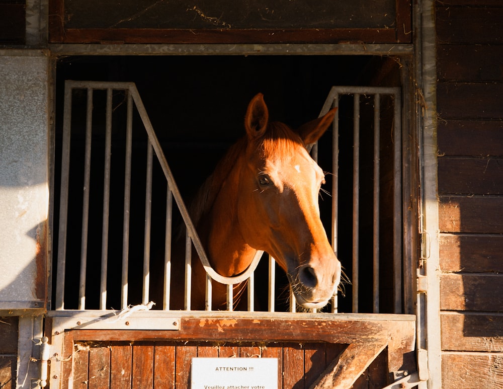 a horse looking out of a stable