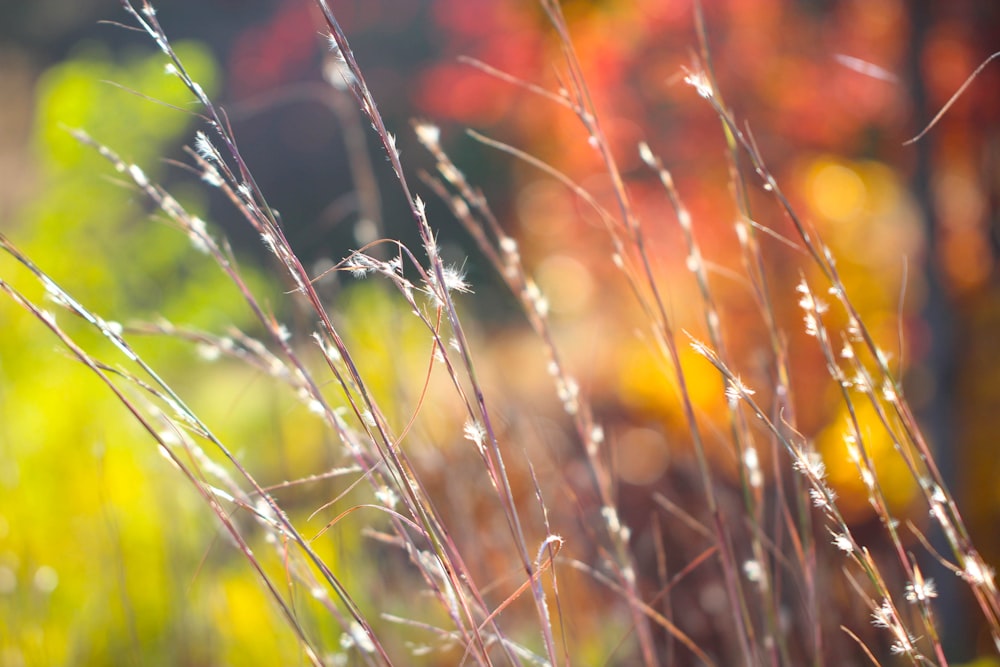 close up of a plant