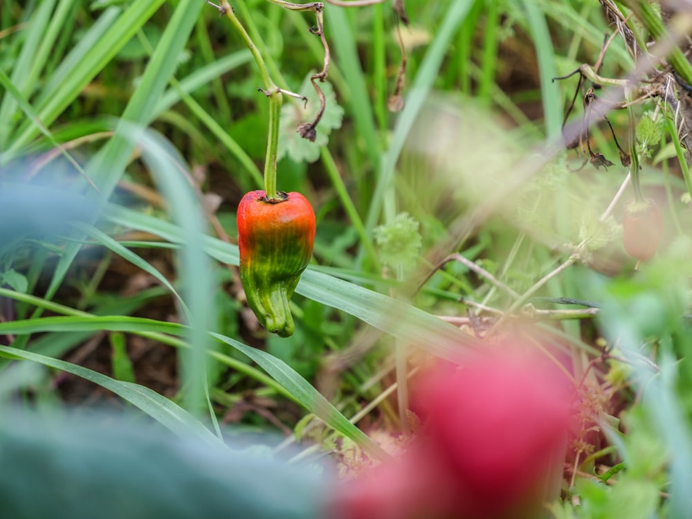 a close up of a red bug