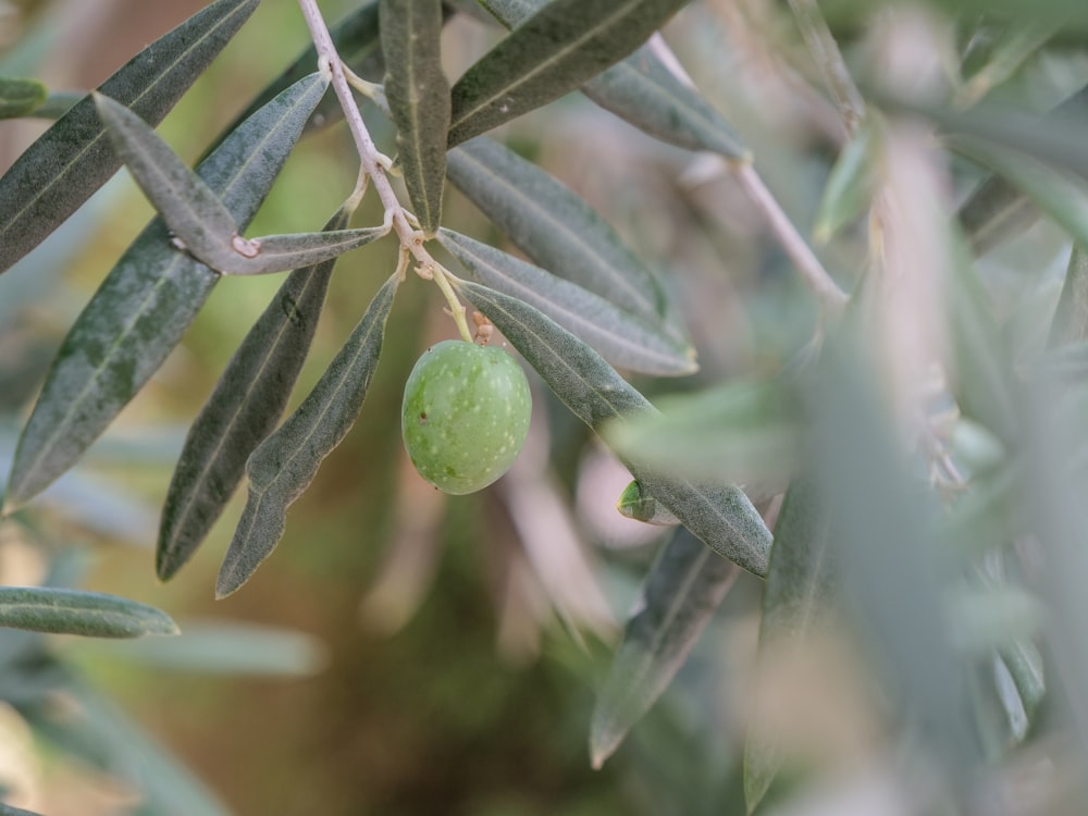 a green fruit on a tree