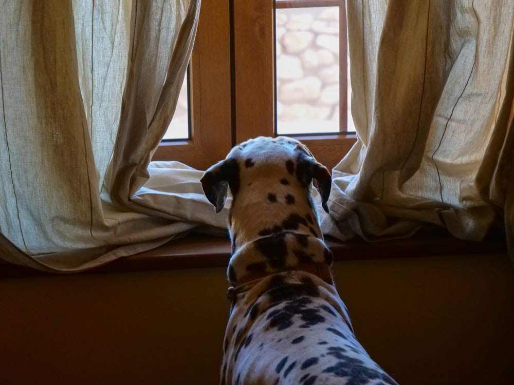 a dog sitting on a couch