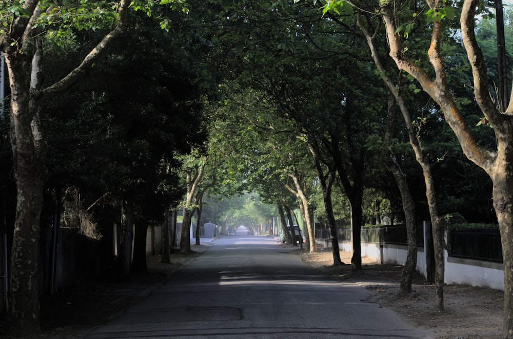 a road with trees on the side