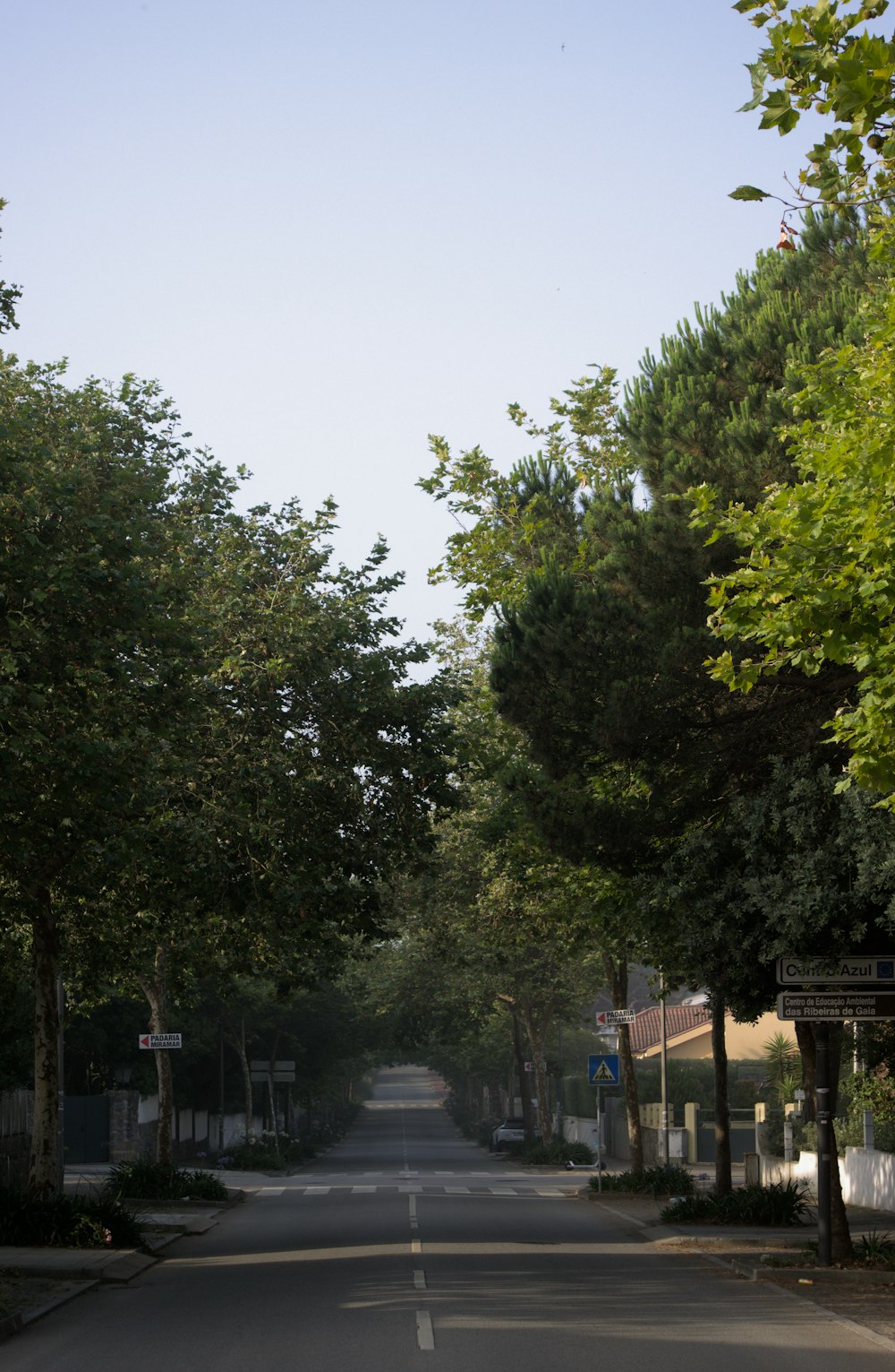 a street with trees on the side