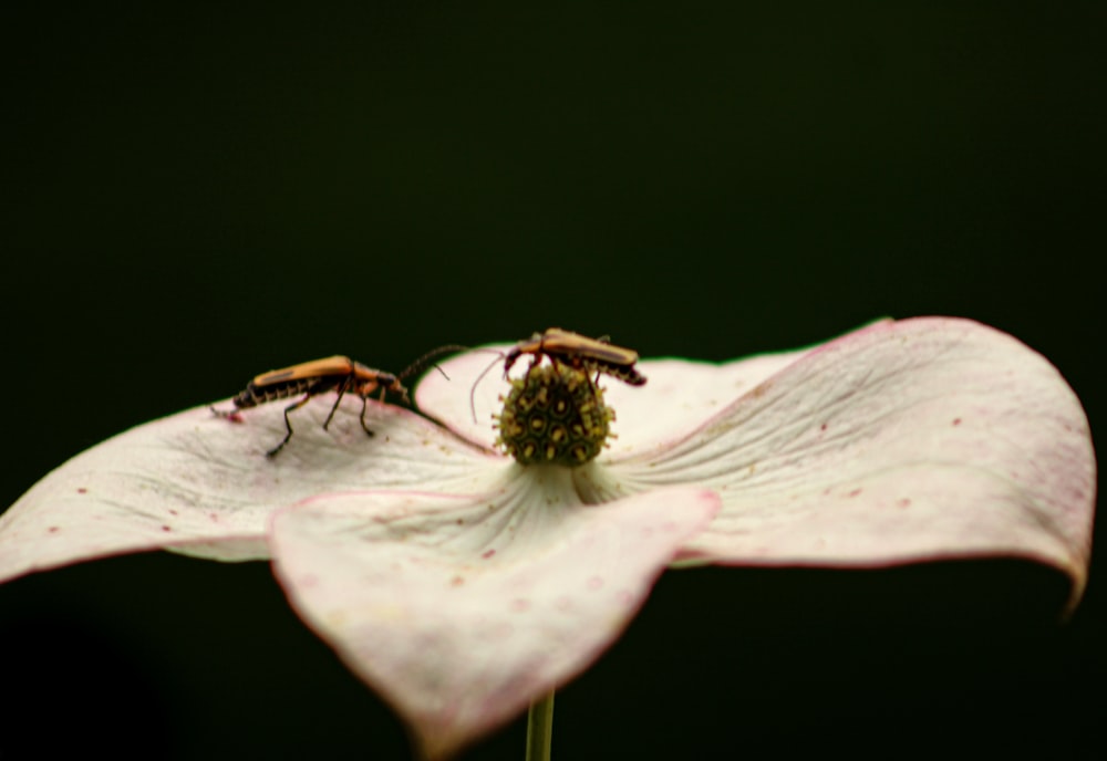Un insecte sur une fleur