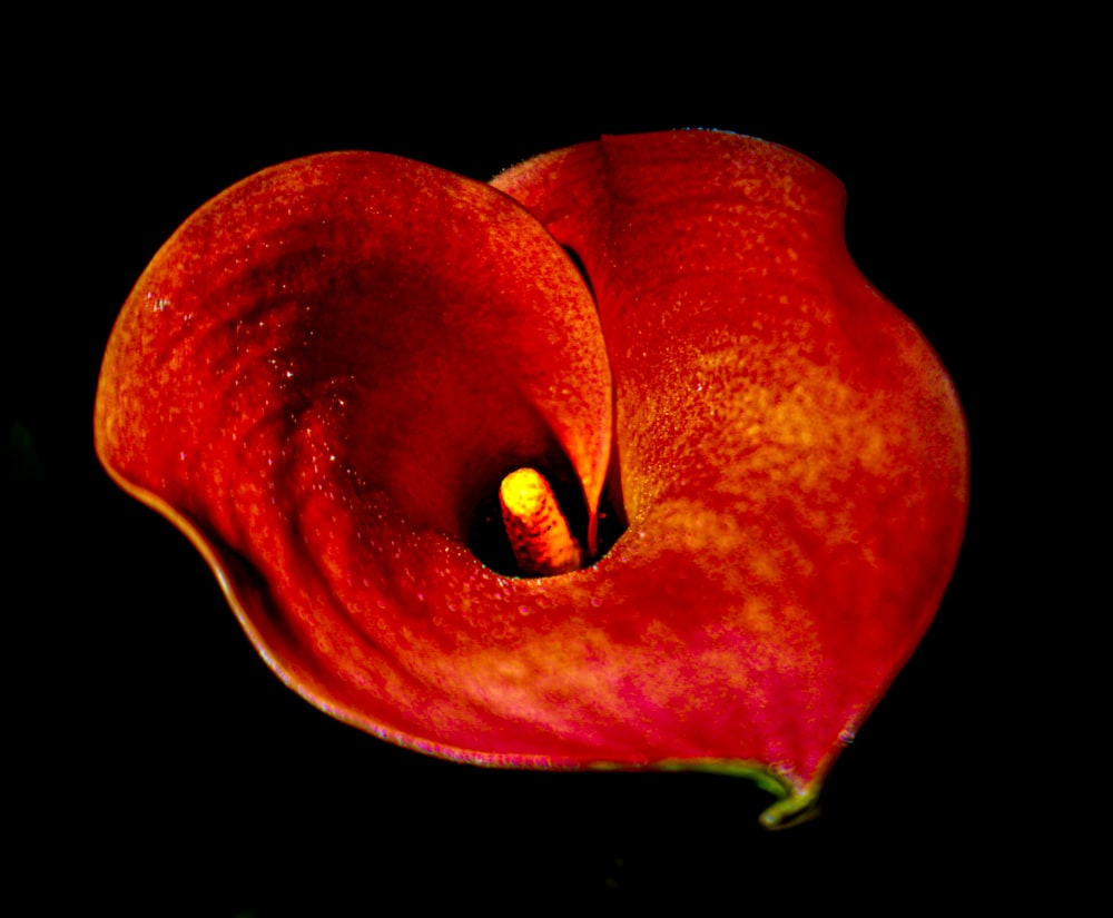 a red apple with a stem