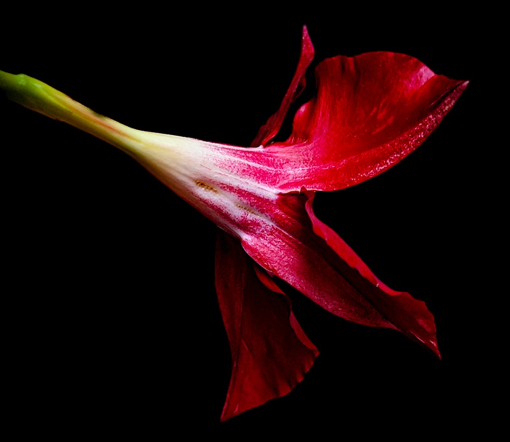 a red flower with a long stem