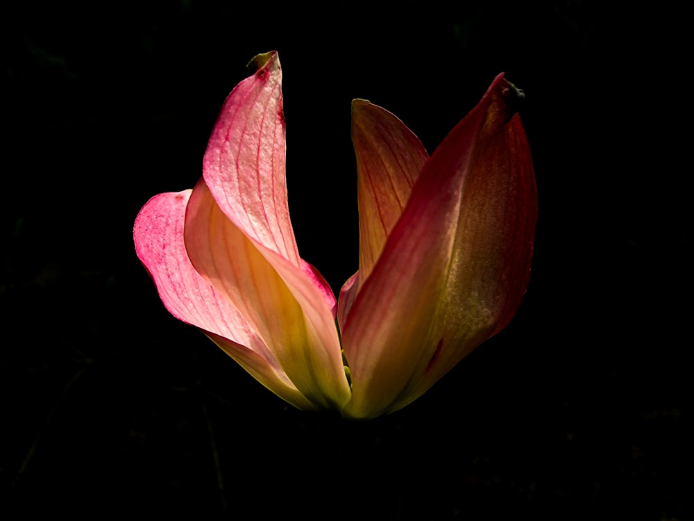 a close up of a flower